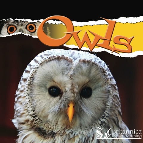 Cover image for book Owls