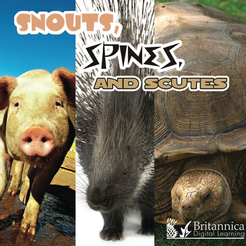 Cover image for book Snouts, Spines, and Scutes