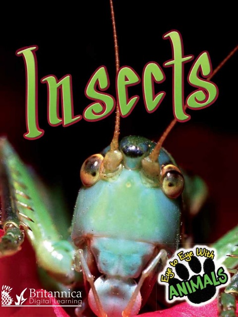 Cover image for book Insects