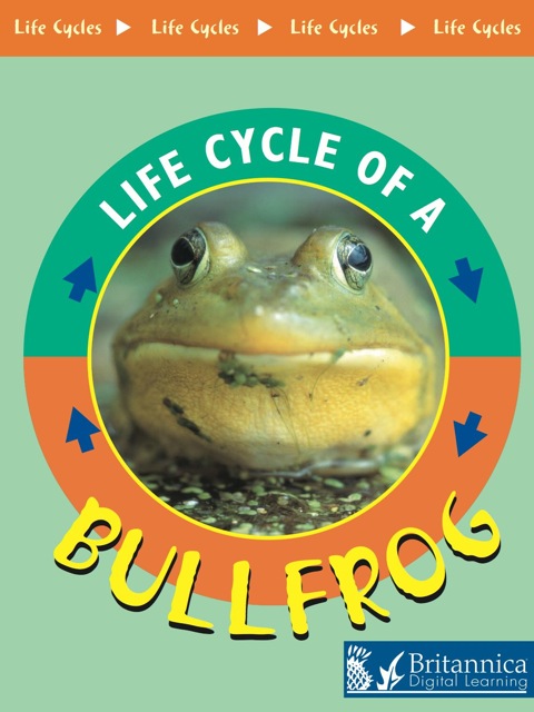 Cover image for book Bullfrog