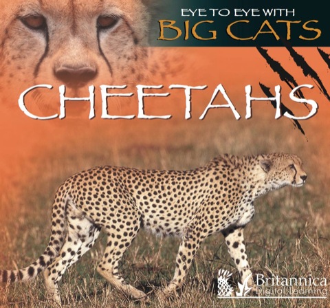 Cover image for book Cheetahs