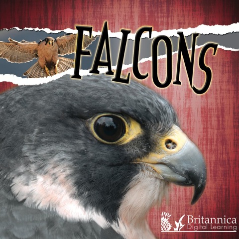 Cover image for book Falcons