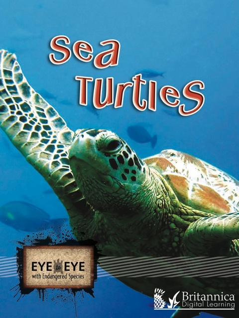 Cover image for book Sea Turtles