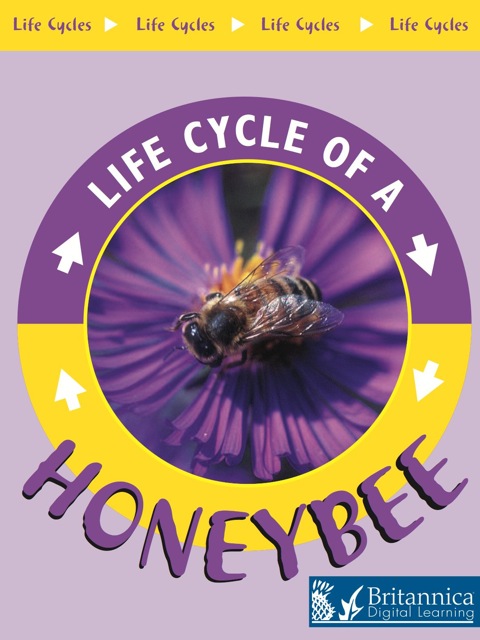 Cover image for book Honeybee