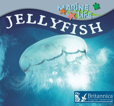 Cover image for book Jellyfish