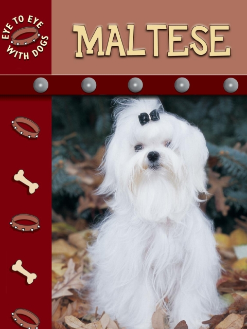 Cover image for book Maltese