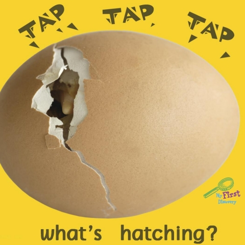 Cover image for book Tap, Tap, Tap… What's Hatching?