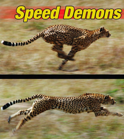 Cover image for book Speed Demons