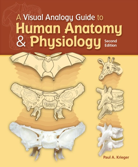 Cover image for book A Visual Analogy Guide to Human Anatomy and Physiology
