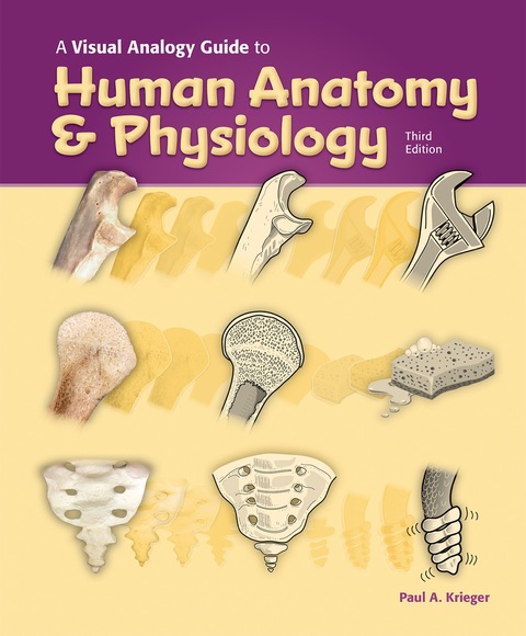 Cover image for book A Visual Analogy Guide to Human Anatomy & Physiology