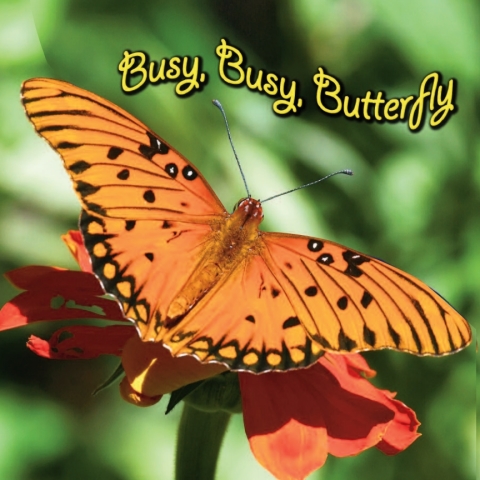 Cover image for book Busy, Busy Butterfly