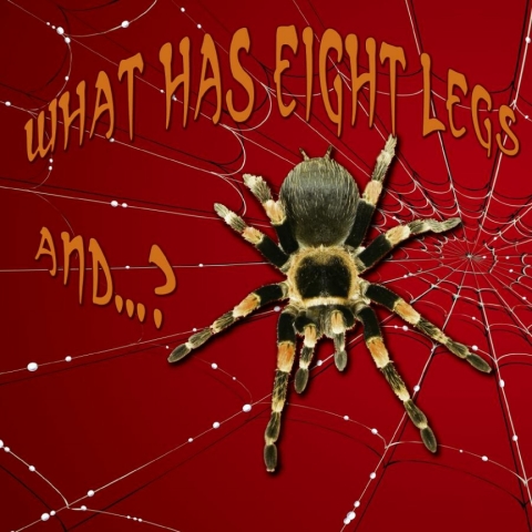 Cover image for book What has Eight Legs and...?