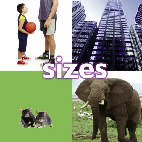 Cover image for book Sizes