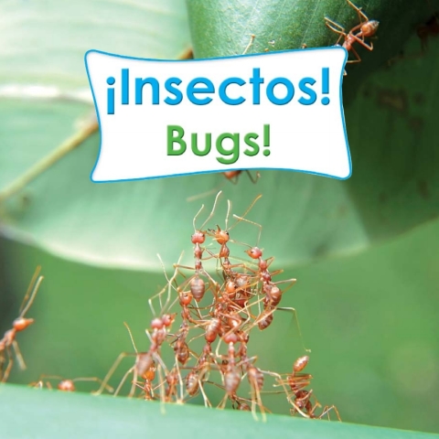 Cover image for book Insectos!