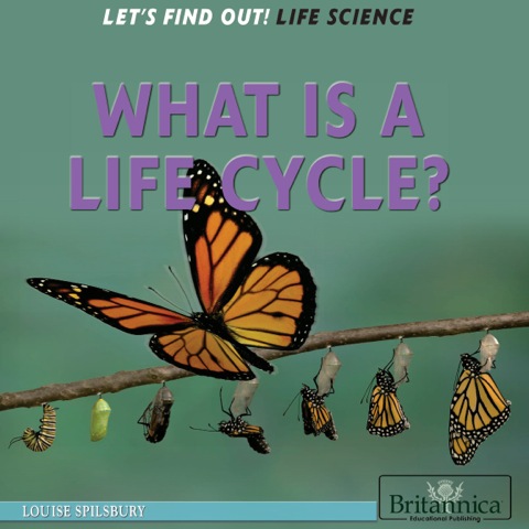 Cover image for book What Is a Life Cycle?