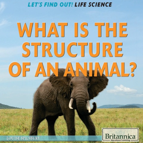 Cover image for book What Is the Structure of an Animal?