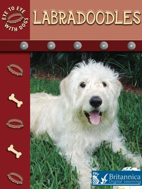 Cover image for book Labradoodles