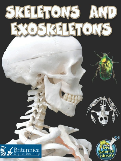 Cover image for book Skeletons and Exoskeletons