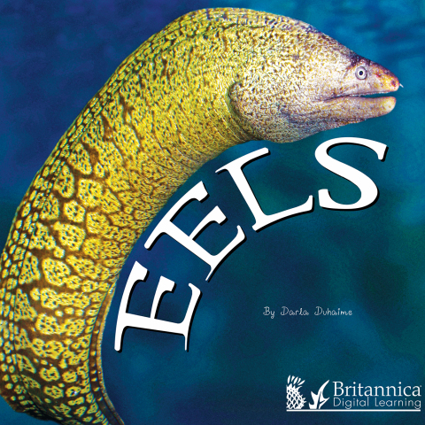 Eels 