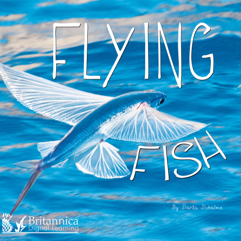 Flying Fish 