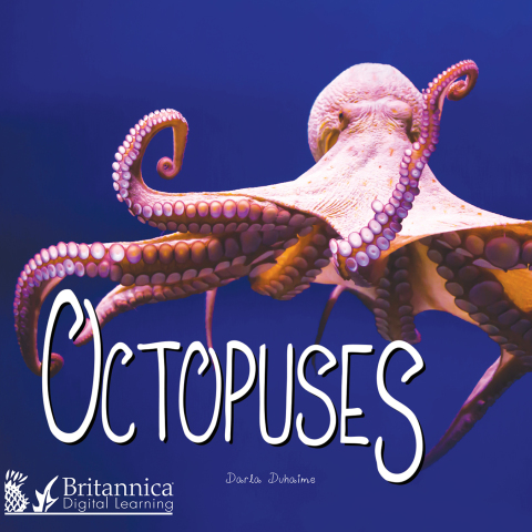 Octopuses 