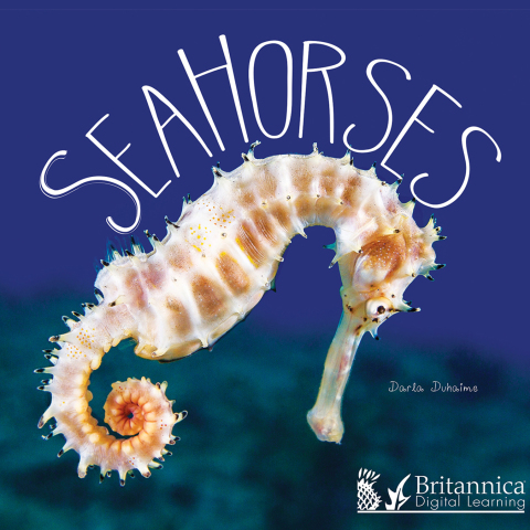 Sea Horses 