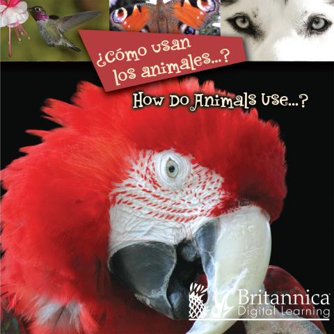 Cover image for book ¿Cómo usan los animales…? (How Do Animals Use…?)