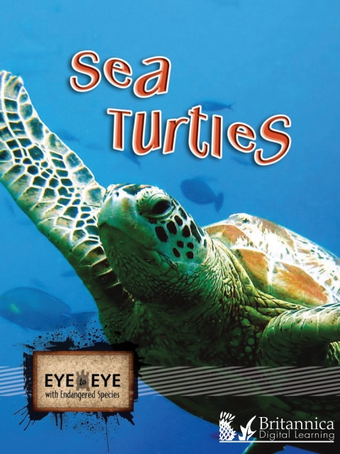 Cover image for book Sea Turtles