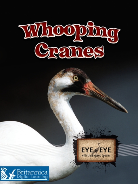 Cover image for book Whooping Cranes