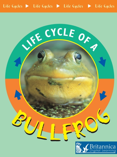 Cover image for book Bullfrog