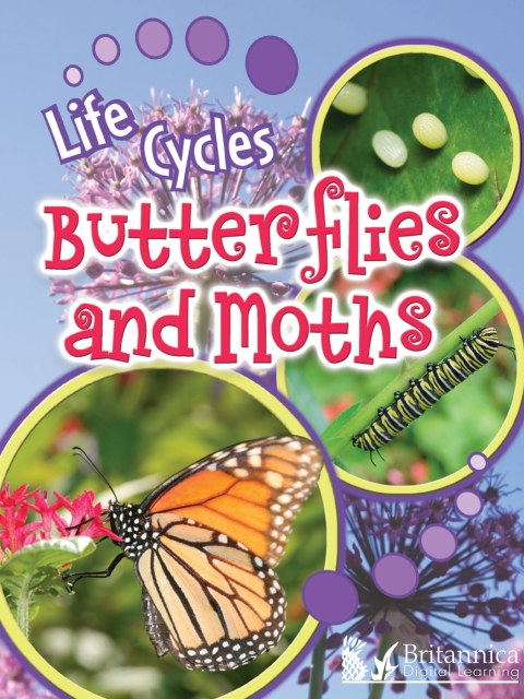 Cover image for book Butterflies and Moths