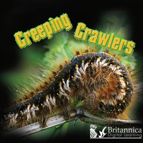 Cover image for book Creeping Crawlers