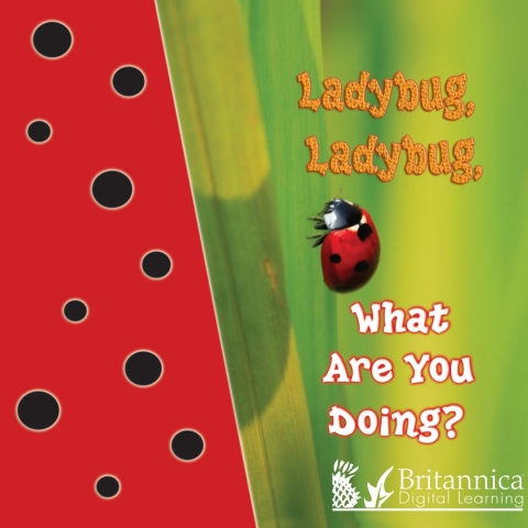 Cover image for book Ladybug, Ladybug, What Are You Doing?