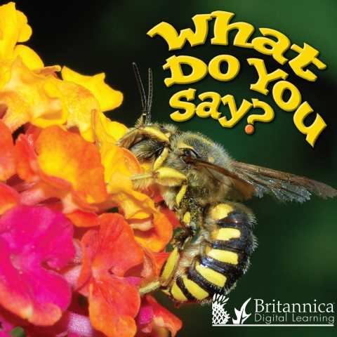 Cover image for book What Do You Say?