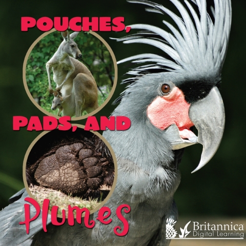 Cover image for book Pouches, Pads, and Plumes