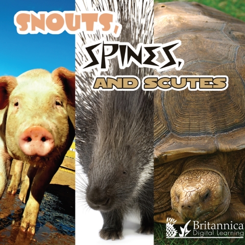 Cover image for book Snouts, Spines, and Scutes