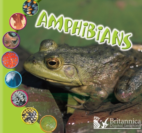 Cover image for book Amphibians