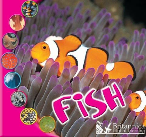 Cover image for book Fish