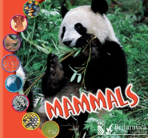 Cover image for book Mammals