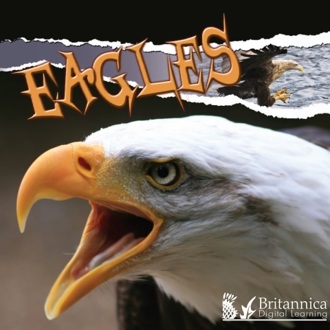 Cover image for book Eagles