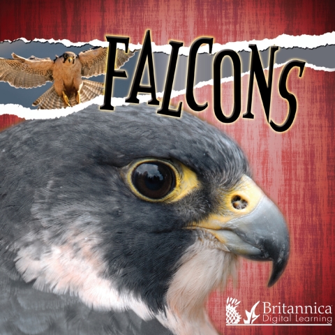 Cover image for book Falcons