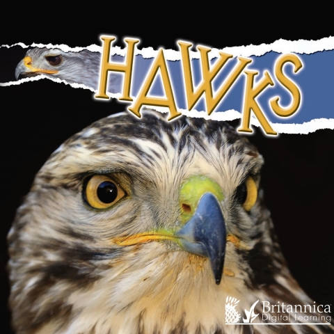 Cover image for book Hawks