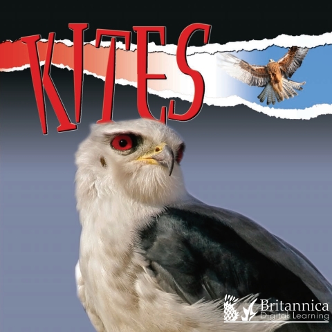 Cover image for book Kites