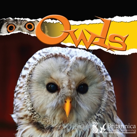 Cover image for book Owls
