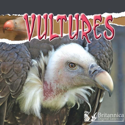 Cover image for book Vultures