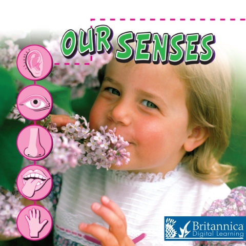 Cover image for book Our Senses
