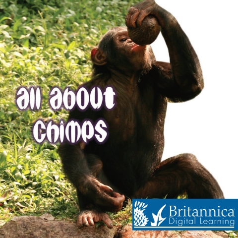 Cover image for book All About Chimps