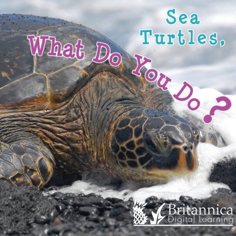 Cover image for book Sea Turtles, What Do You Do?