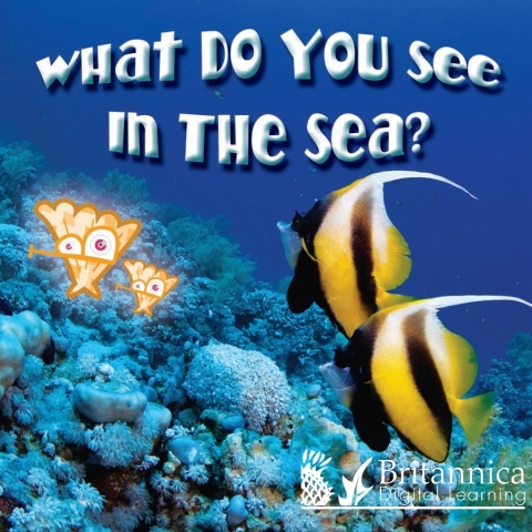 Cover image for book What Do You See in the Sea?