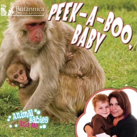 Cover image for book Peek-a-Boo, Baby